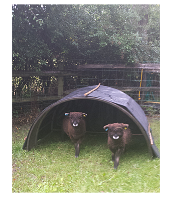 Blossom and Coco In Their Shelter