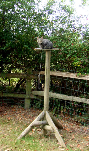 Tabby On The Look Out Post