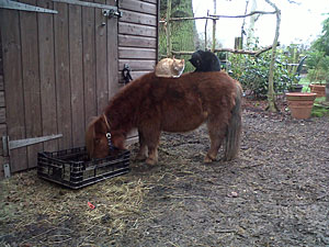 Marmalade and Fred