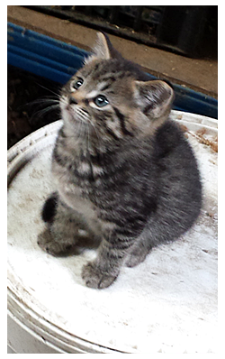 Tabby The Kitten
